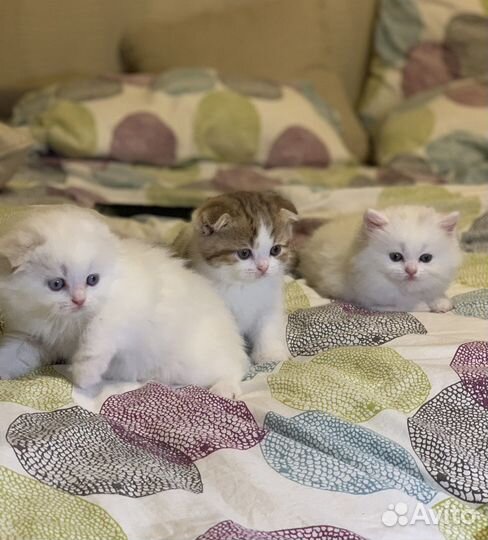 Шотландская вислоухая кошка в добрые руки