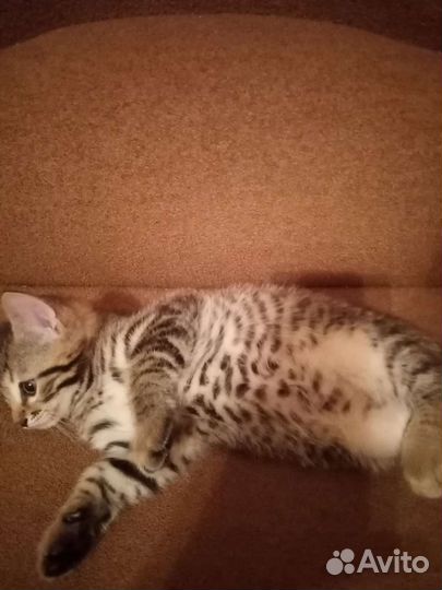 Кошка в дар бесплатно