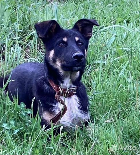 Щенок в добрые руки