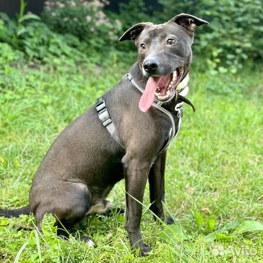 Питбуль в добрые руки