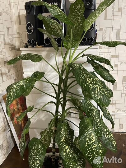 Диффенбахия