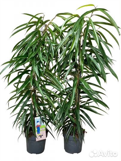 Фикус Бенедикта Али 110 см