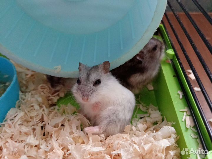 Джунгарский хомяк бесплатно