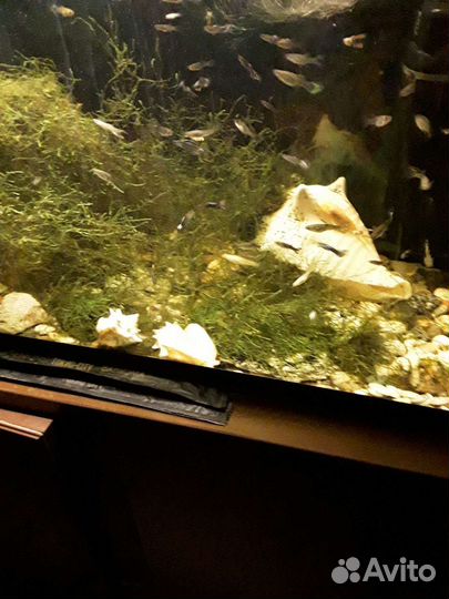 Рыбки гуппи и травка в аквариум