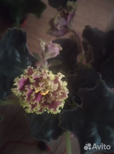 Сортовые фиалки