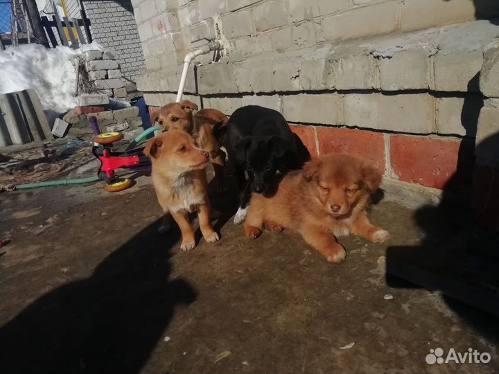 Щенки от маленькой собачки
