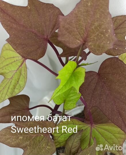 Ипомея батат - шикарный ампельный многолетник