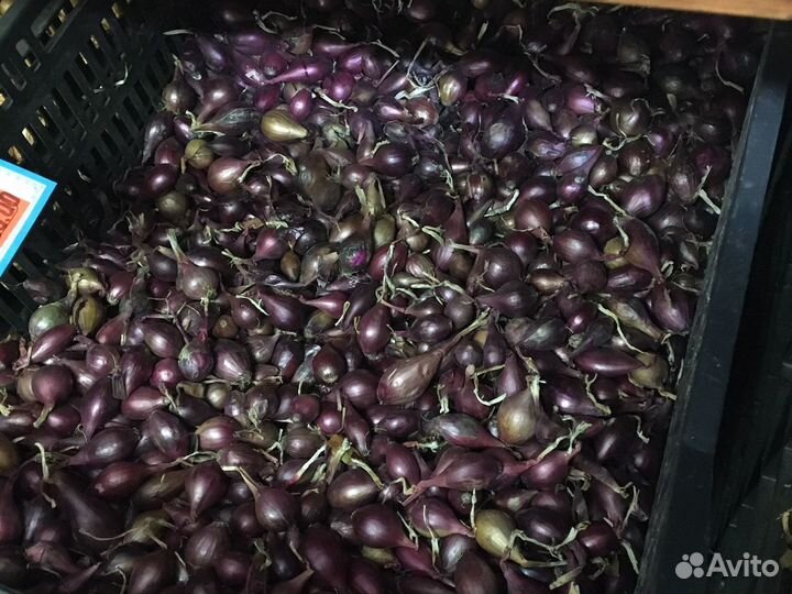 Лук севок всегда