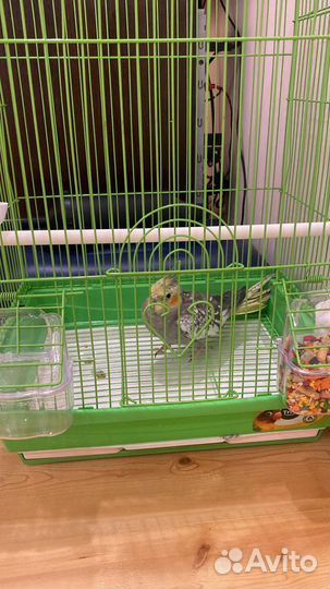 Попугай корелла вместе с клеткой
