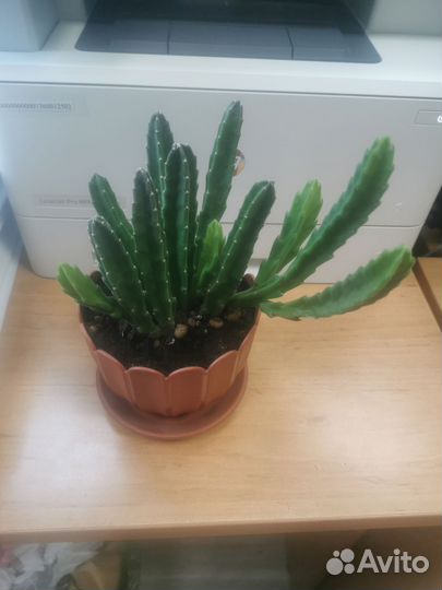 Кактусы и суккуленты