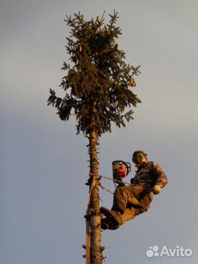 Спил деревьев