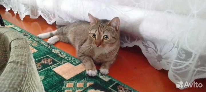 Кошки