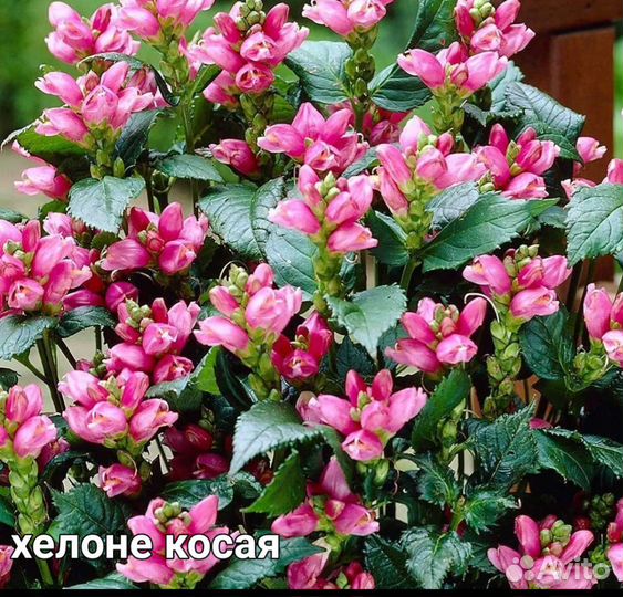 Многолетник,Хелоне