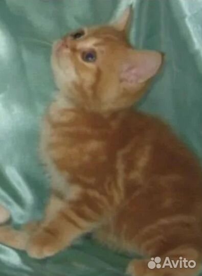 Продажа котят