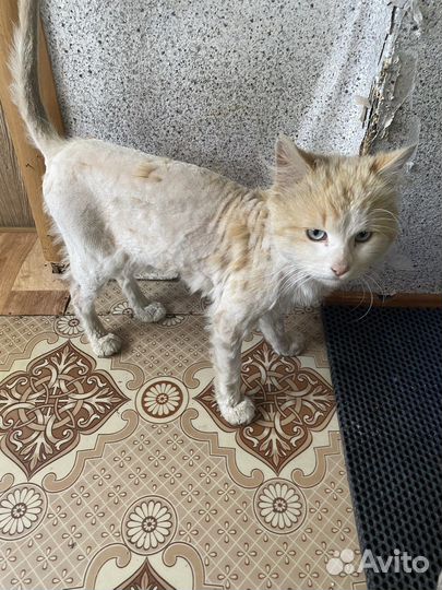 Котик Барсик