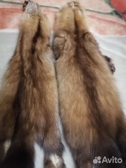 Шкурки соболя чулком