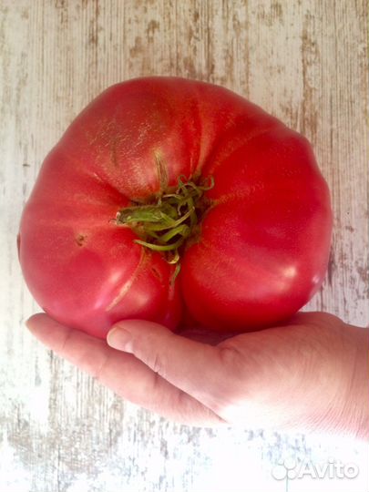 Семена старого сорта томатов
