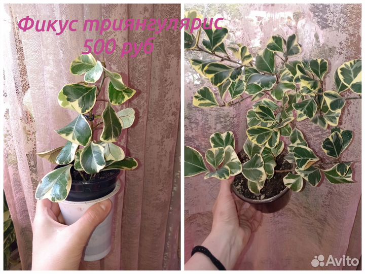 Фиалка, фикус триянгулярис