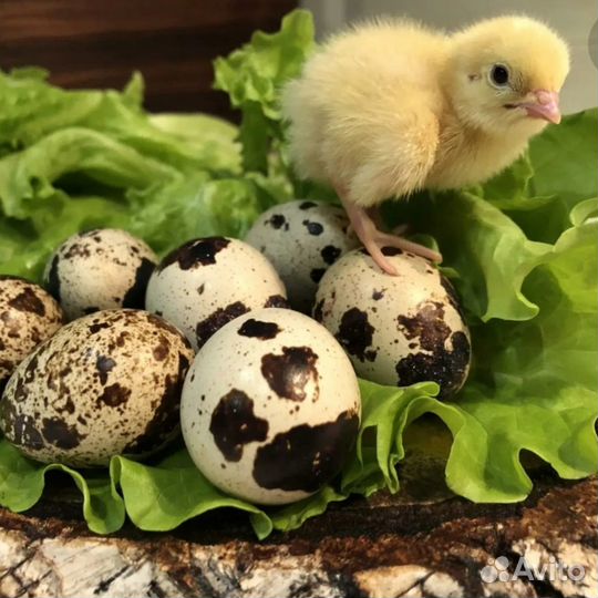 Перепелиные яйца с доставкой