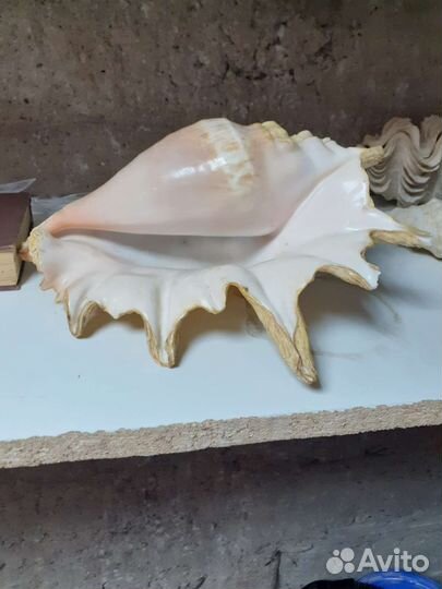 Раковины морские большин