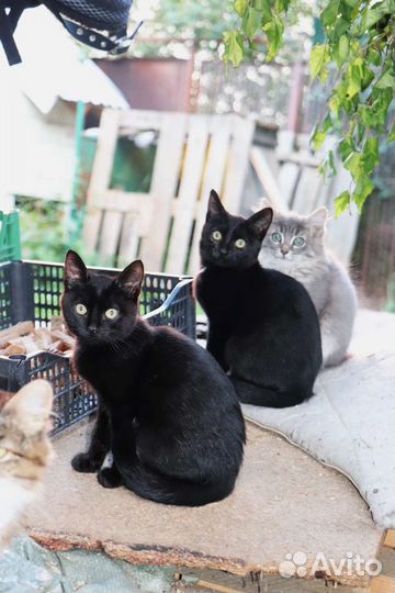 Кошка