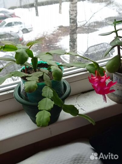 Декабрист, толстянка, каланхое