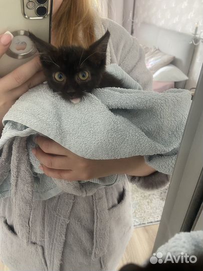 Котенок 3 мес