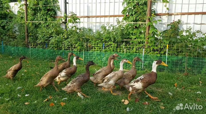 Индийский бегунок. Молодые селезни