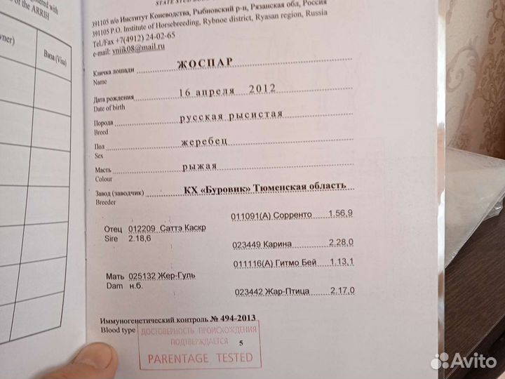 Продаётся русский рысак
