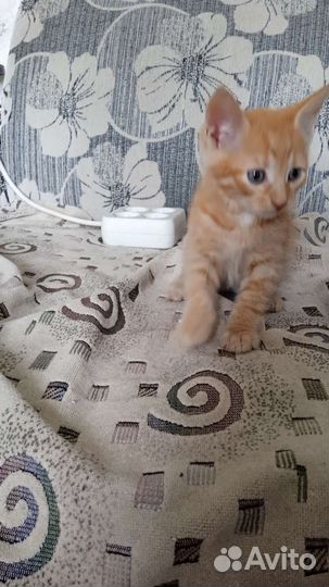 Кошка в дар бесплатно