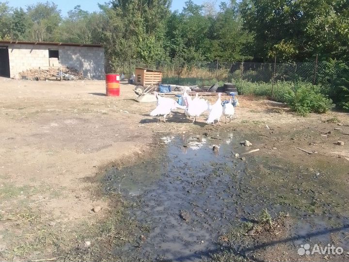 Индюки на мясо