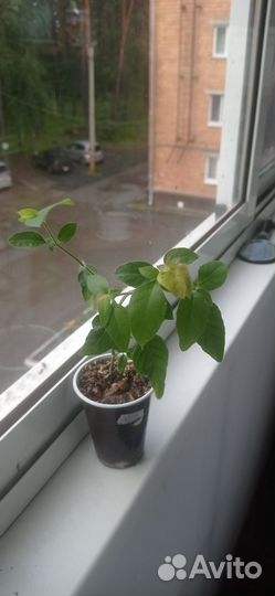 Комнатные цветы