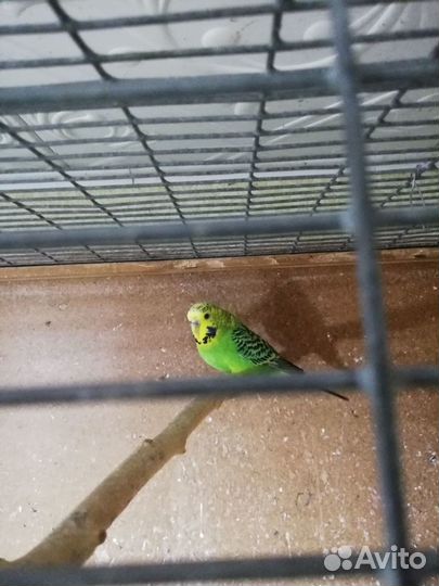 Волнистые попугаи домашнего разведения