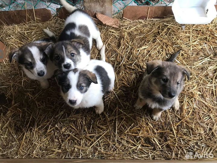 Малыши-2 мес