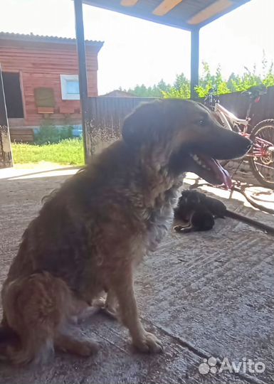 Собака в добрые руки