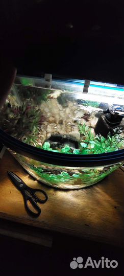 Аквариум