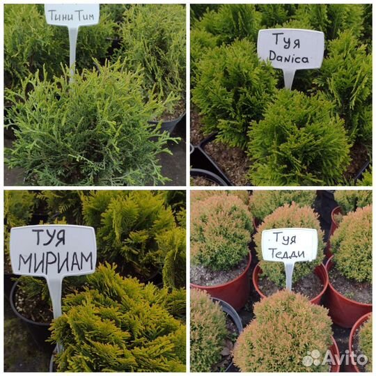 Туя шаровидная: Даника, Мириам, Тедди, Тини Тим