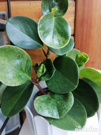Пеперомия вариегатная