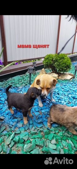 Щенки