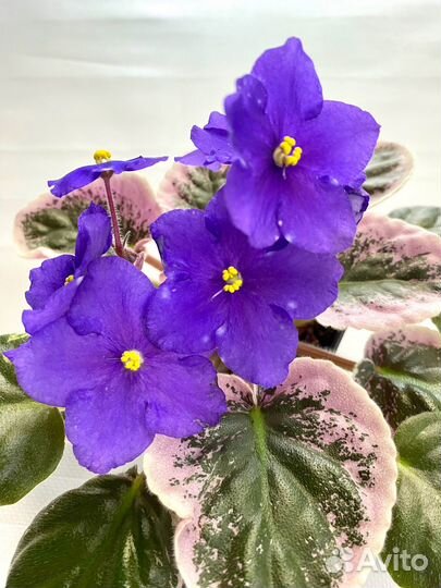 Фиалка Rivermist Galaxy (SP)