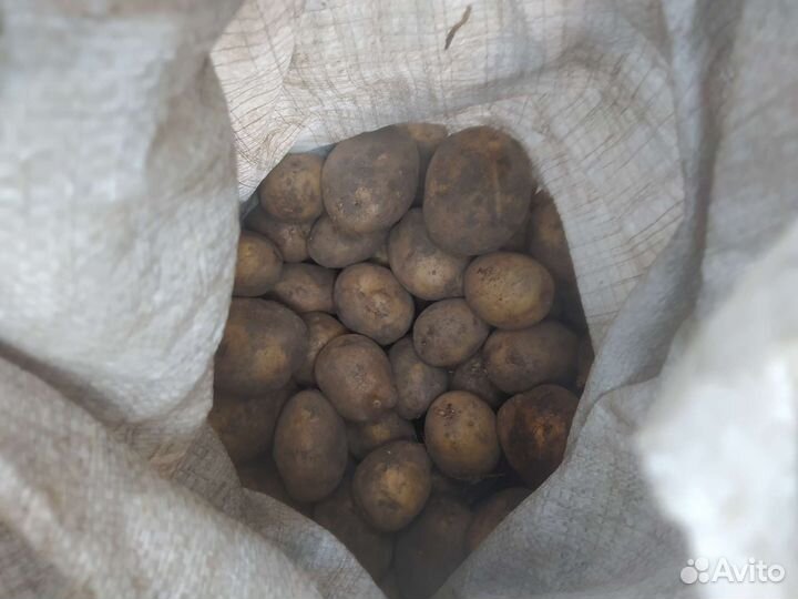 Семенной картофель