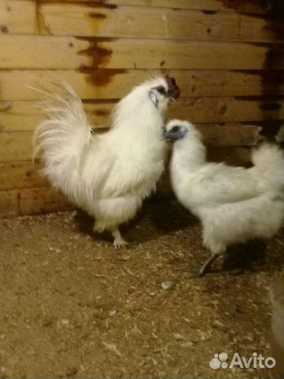 Бегунки,Лакеданзи,Маран, Амераукана