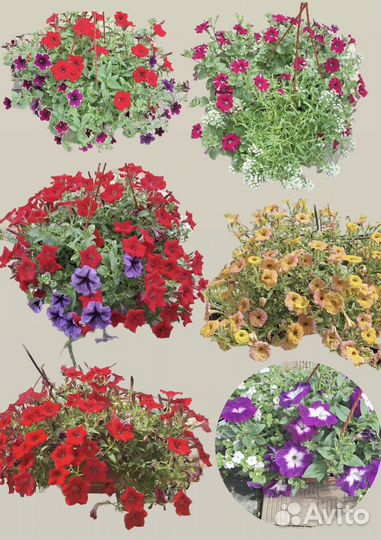 Кашпо ампельных петунии оптом и в розницу