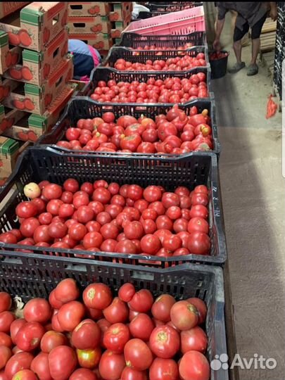 Помидор парадайз