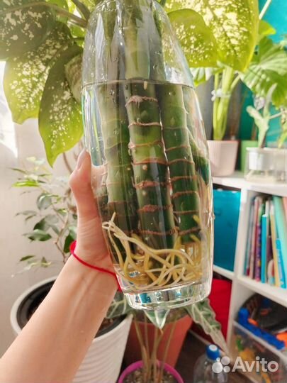 Диффенбахия