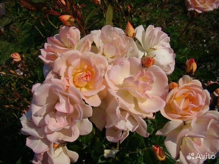 Продам саженцы роз