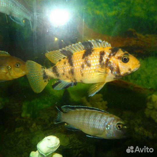Продаются цихлиды