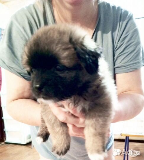 Продам щенков