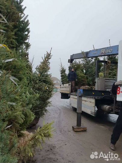 Елка Голубая. Ель голубая. Елку купить