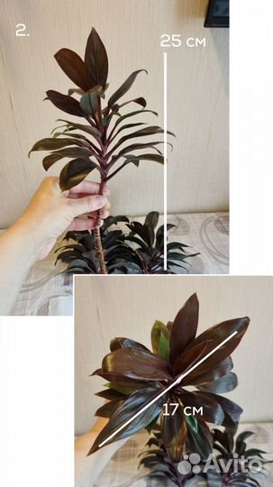 Цветок Кордилина отростки 20-30 см